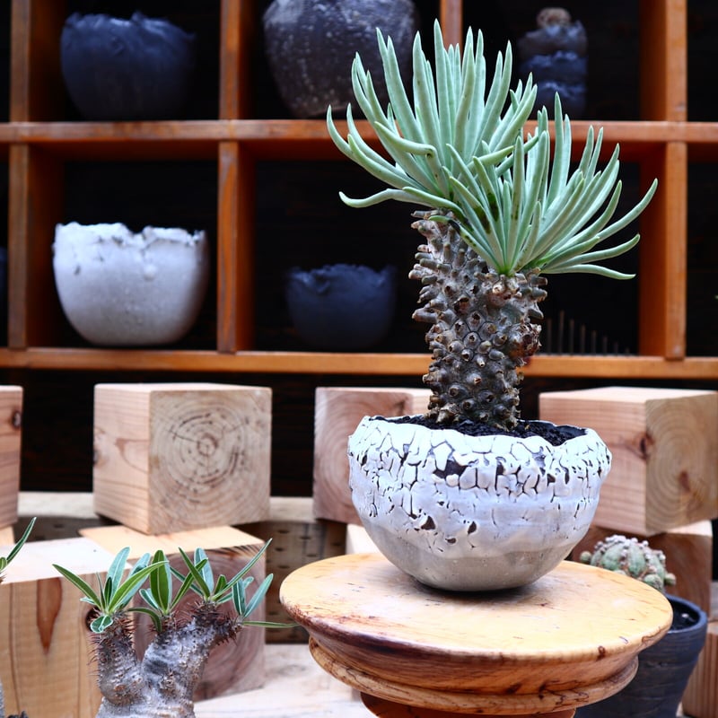 チレコドン ワリチー／Tylecodon wallichii no.62718 | 芽の巣山