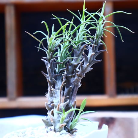 セロペギア  ディモルファ／Ceropegia dimorpha    no.72519