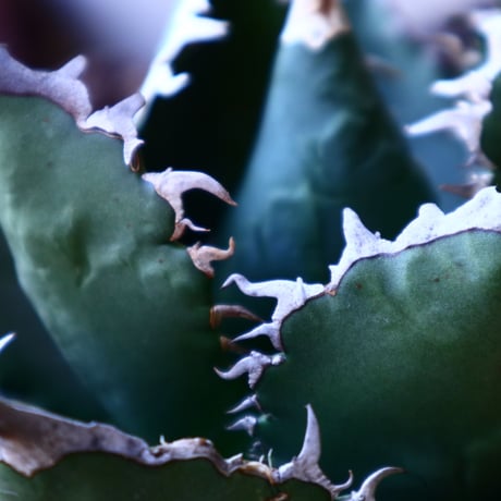 アガベ チタノタ    Agave titanota     no.33212