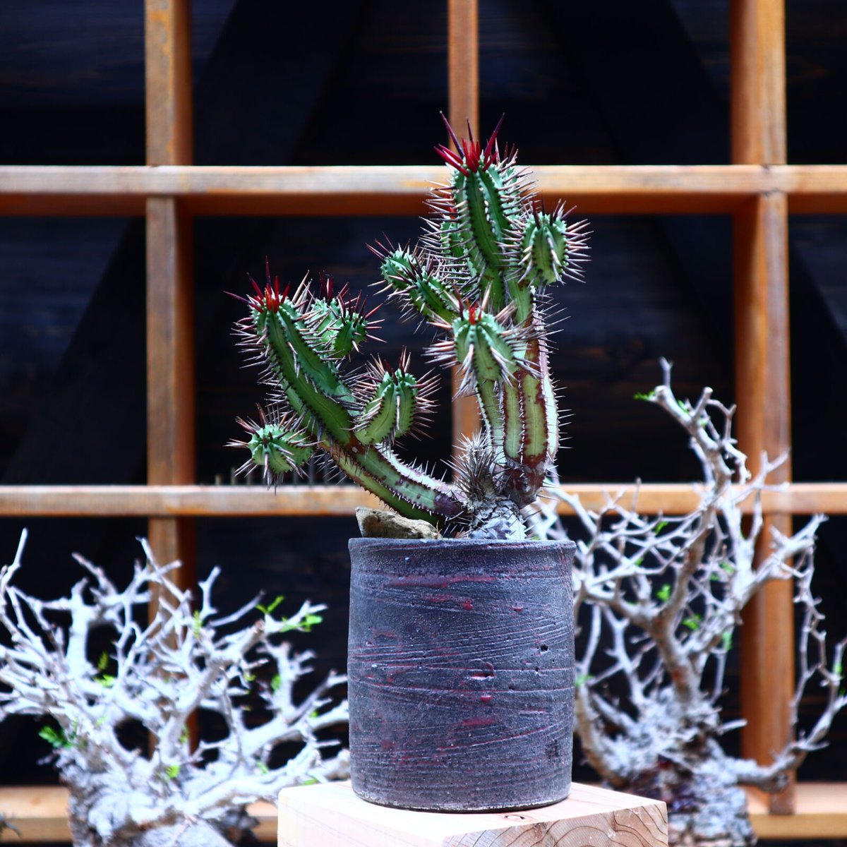 ユーフォルビア・エノプラ（紅彩閣） 綴化 ユーフォルビア・エノプラ（紅彩閣） 綴化 ユーフォルビア