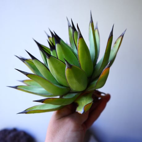 アガベ　ロイヤルスピン   Agave Royal Spine   no.42807