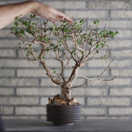 Bursera fagaroides × PEMONE (4.5号)  no.823-1.5