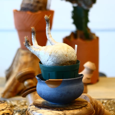 'ハルコイ´セット (N/OH × Pachypodium gracilius)  no.30328