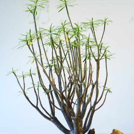 N/OH × Euphorbia balsamifera  no.41491