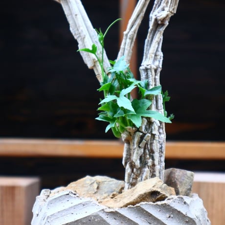 コラロカルプス    グロメルリフロルス ／ Corallocarpus glomeruliflorus    no.61933