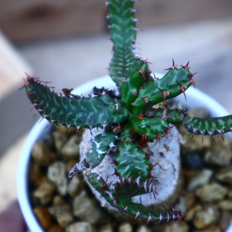 ユーフォルビア ステラータ 飛竜／Euphorbia stellata   no.52315