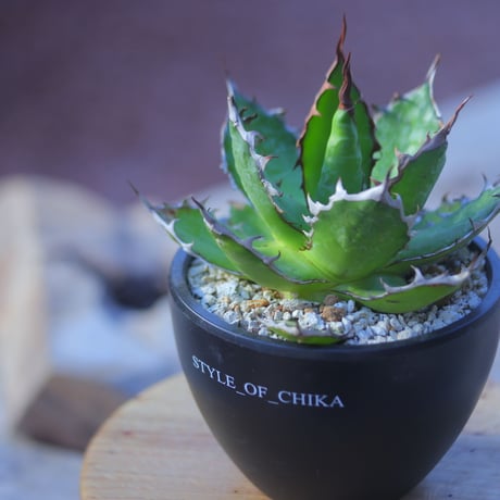 アガベ ホリダ    Agave horrida     no.20738-2
