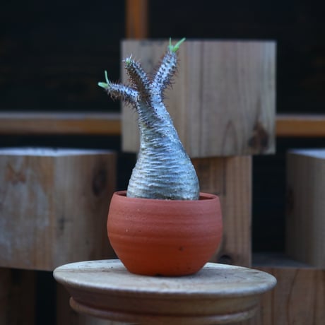 パキポディウム  グラキリス／Pachypodium  gracilius    no.121247