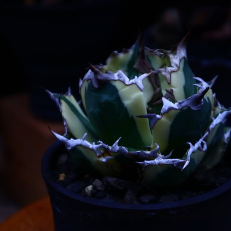 アガベ チタノタ スナグルトゥース／Agave Titanota Snaggle Tooth     no. 90508