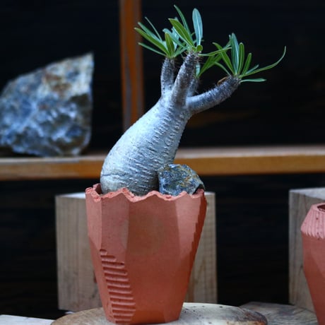 パキポディウム  グラキリス／Pachypodium  gracilius       no.12348