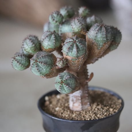 Euphorbia obesa hyb. × Yuta Uchida / humanity pot  no.63026