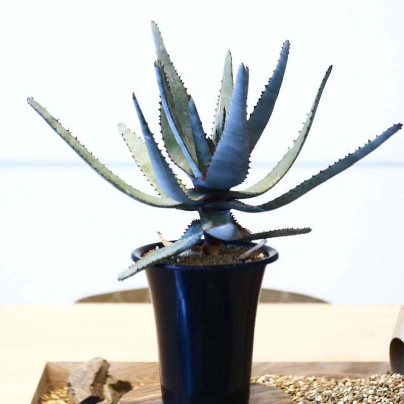 アロエ コニフェラ / Aloe conifera no.51418 | 芽の巣山
