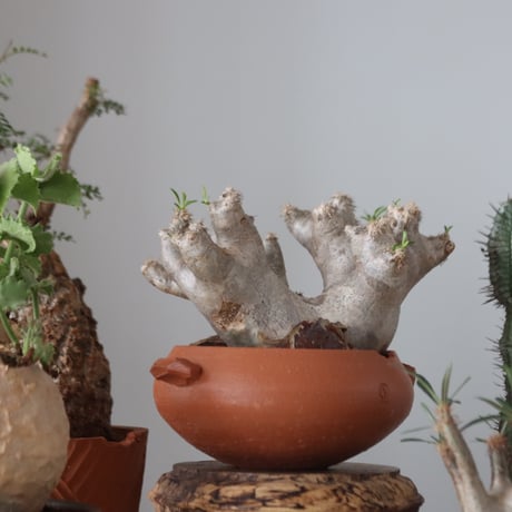 Pachypodium densiflorum var. brevicalyx × N/OH     no.51232