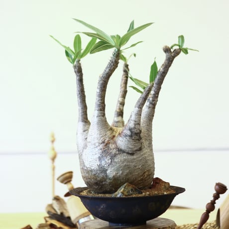 パキポディウム  グラキリス / Pachypodium  gracilius   no.52108