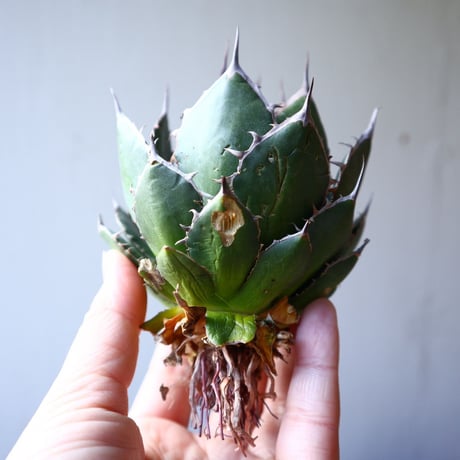 アガベ ホリダ   Agave horrida    no.111015