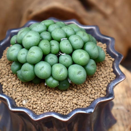コノフィツム ペアルソニー / Conophytum  pearusoni   no.31226