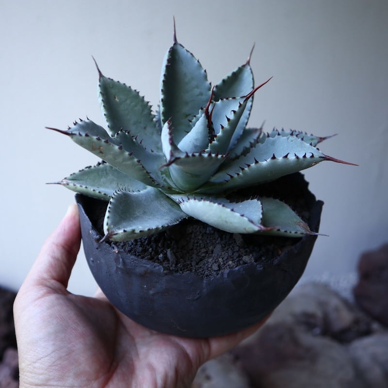 アガベ ドラゴントゥース Agave Dragon Toes no.51917 |