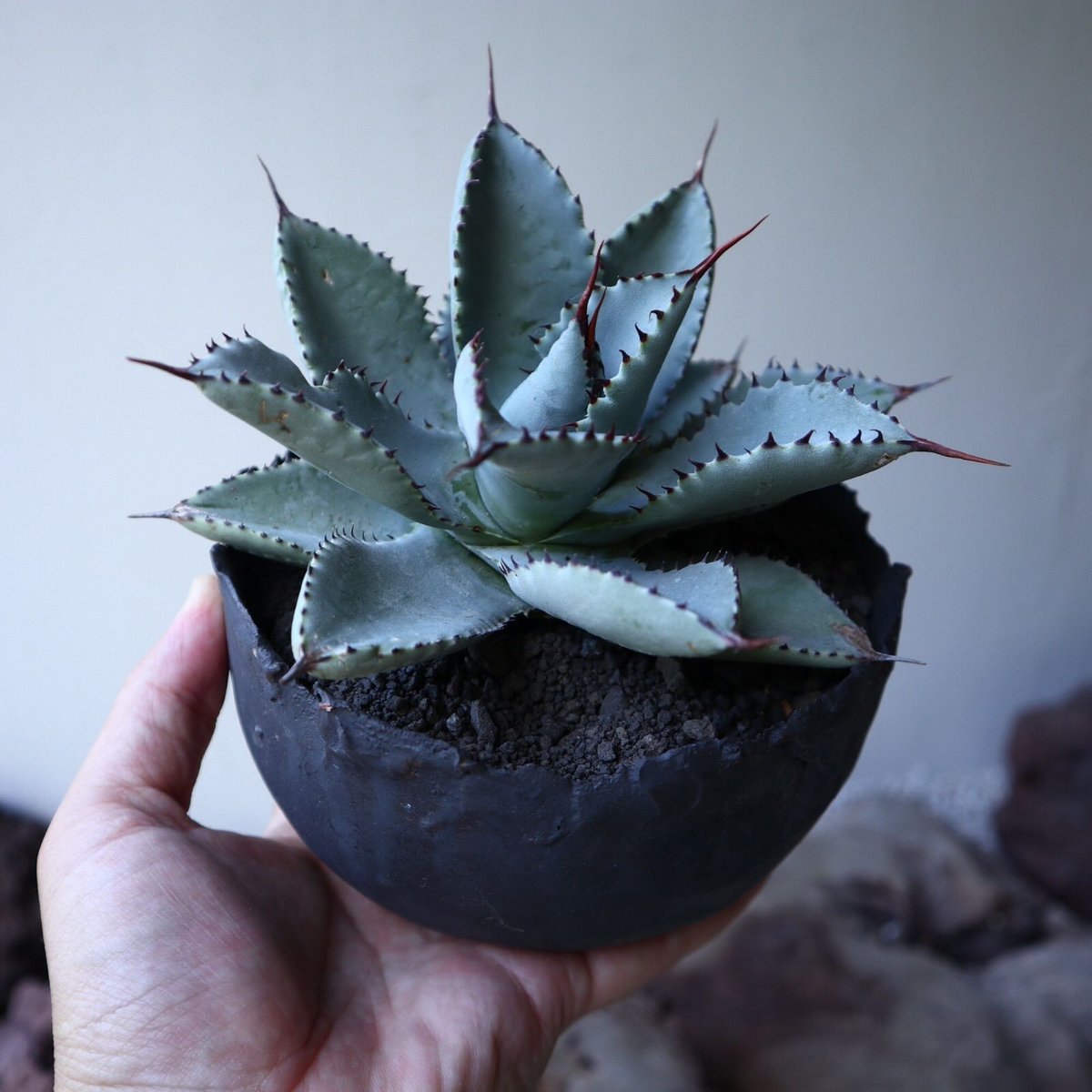 アガベ ドラゴントゥース Agave Dragon Toes no.51917 |