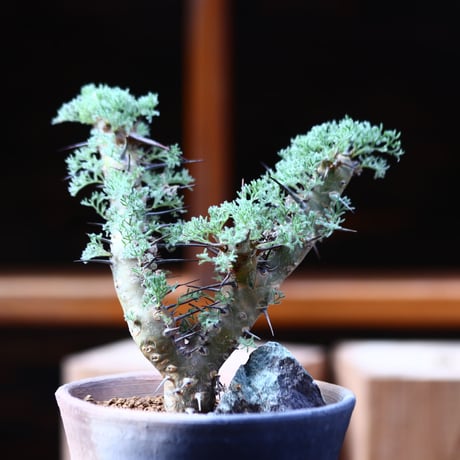 サルコカウロン  ヘレー／Sarcocaulon herrei     no.111435