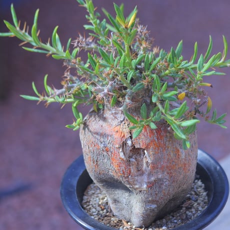 パキポディウム ビスピノーサム    Pachypodium bispinosum    no.20702