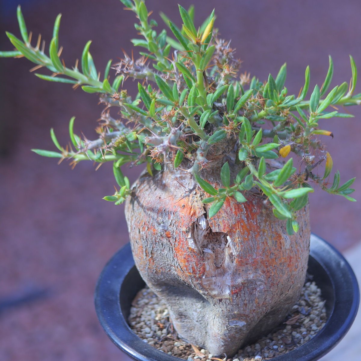 パキポディウムビスピノーサム パキポディウム ビスピノーサム／Pachypodium bispinosum no.11