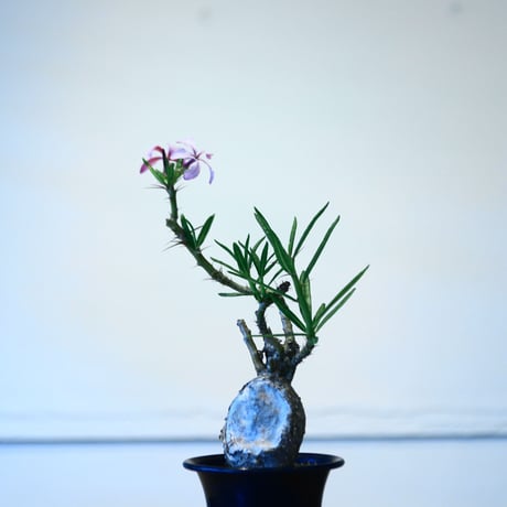 パキポディウム サキュレンタム  / Pachypodium Succulentum  no.51429