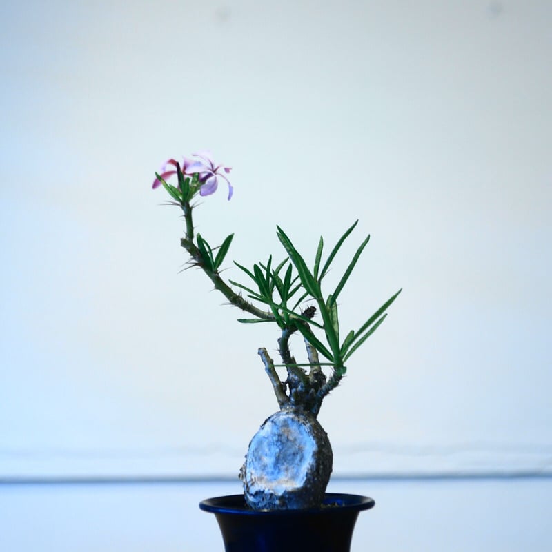 EMP パキポディウム サキュレンタム / 現地球 Pa80 EMP パキポディウム サキュレンタム / 現地球 Pa80