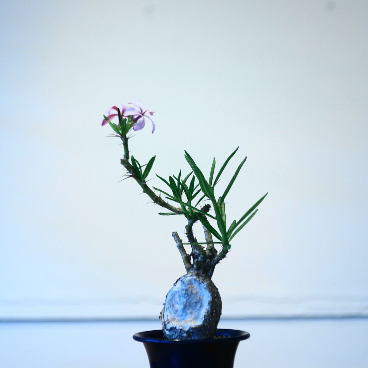 パキポディウム サキュレンタム / Pachypodium Succulentum no. パキポディウム サキュレンタム / Pachypodium Succulentum no.