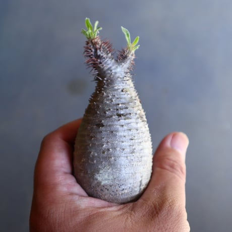 パキポディウム グラキリス 抜苗  Pachypodium rosulatum var. gracilius no.100613