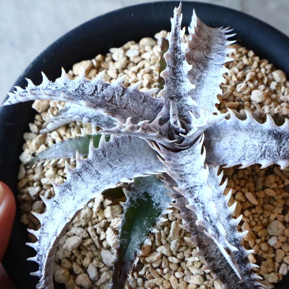 Dyckia 'Black Ice'. 001 | 芽の巣山