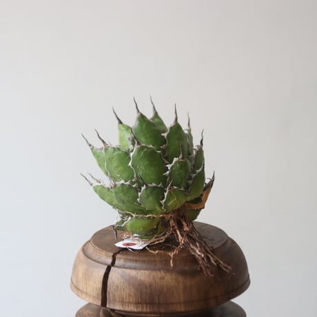 U.S. horrida (Agave horrida) / Style of Chika　no.1227-18
