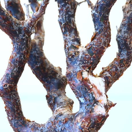 コミフォラ モンストローサ / Commiphora monstrosa   no.62501