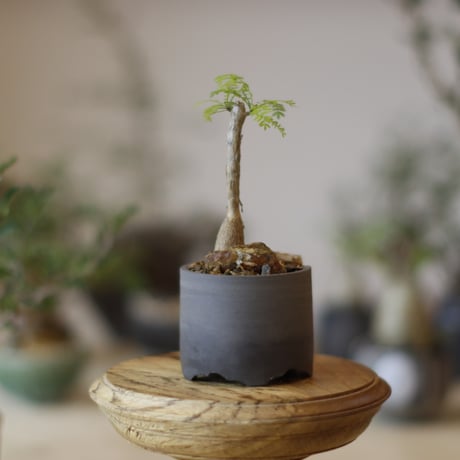 Bursera microphylla × N/OH (2.5号)  no.1123/34
