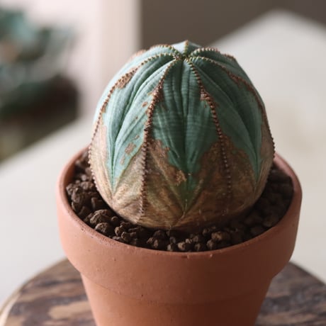Euphorbia obesa × YAMABACHI var. N/OH  no.905-23