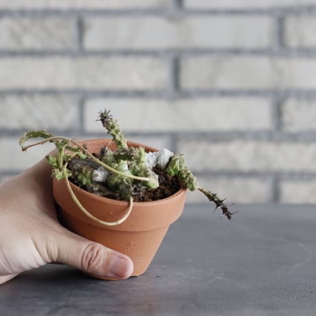 Euphorbia globosa × YAMABACHI (3号)  no.920/30
