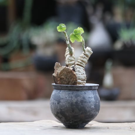 ヤトロファ フィッシスピナ／Jatropha fissispina  no.103063