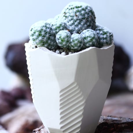 姫春星 Mammillaria humboldtii no.019