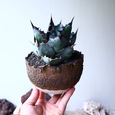 アガベ チタノタ　ブラック＆ブルー  Agave titanota black&bule    no.72108