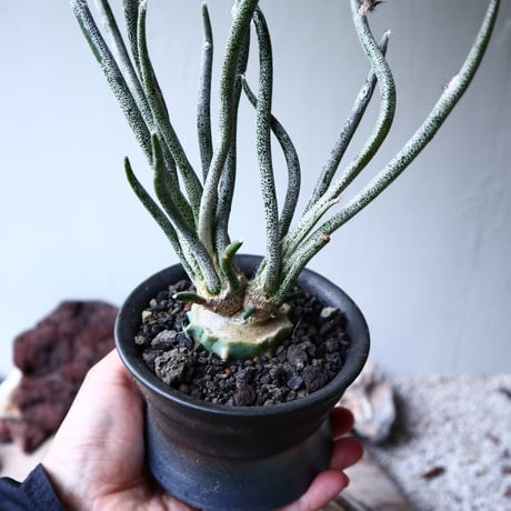 アストロフィツム カプト メデューサ 接木 Astrophytum caputmedusae    no.71425