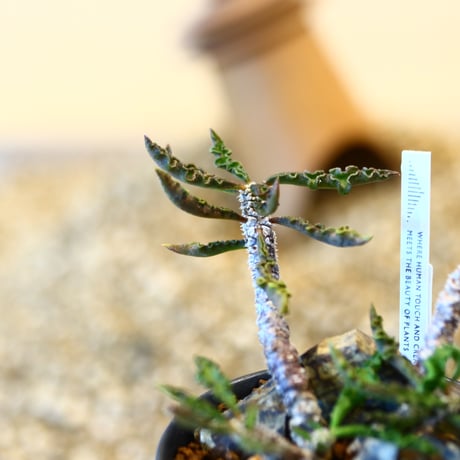 Euphorbia decaryi × Kazuhiro Arima  no.11419