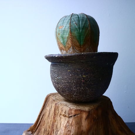 ユーフォルビア  オベサ  Euphorbia obesa  No.028