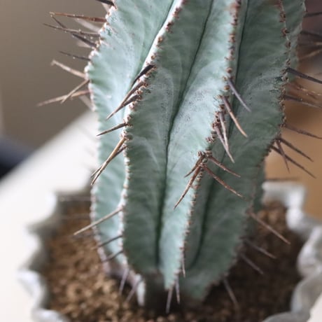 Euphorbia horrida × soso   no.51935