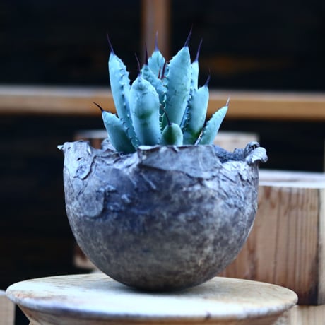 アガベ 八荒雷神       no.22047