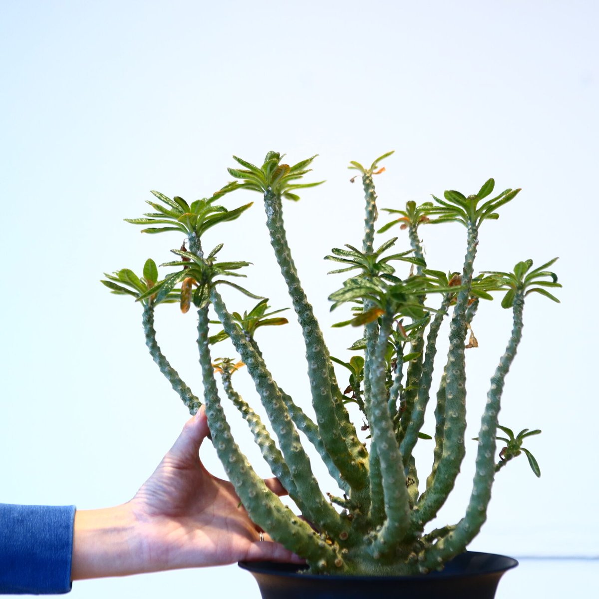 ドルステニア ギガス / Dorstenia gigas no.51416 | 芽の巣山