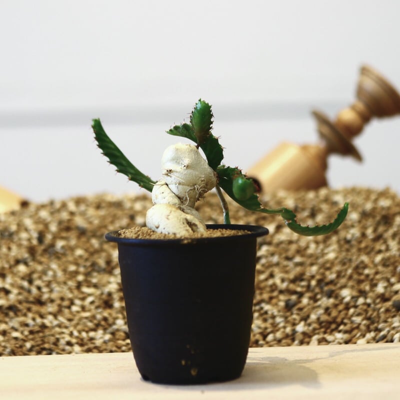 ユーフォルビア ステラータ 飛竜 / Euphorbia stellata no.4232