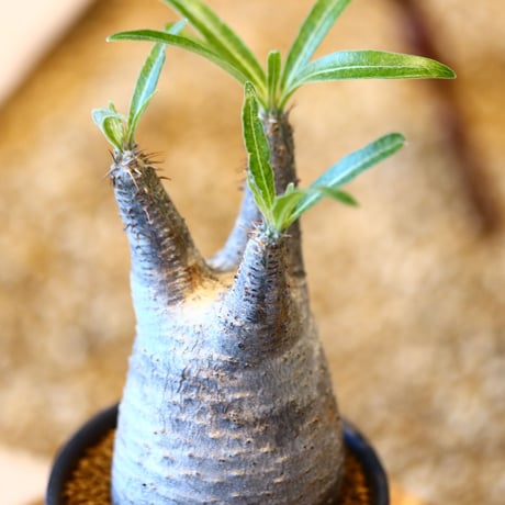 パキポディウム  グラキリス / Pachypodium  gracilius   no.50740