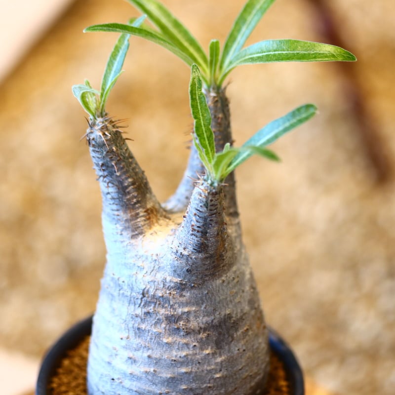 パキポディウム グラキリス / Pachypodium gracilius no.50