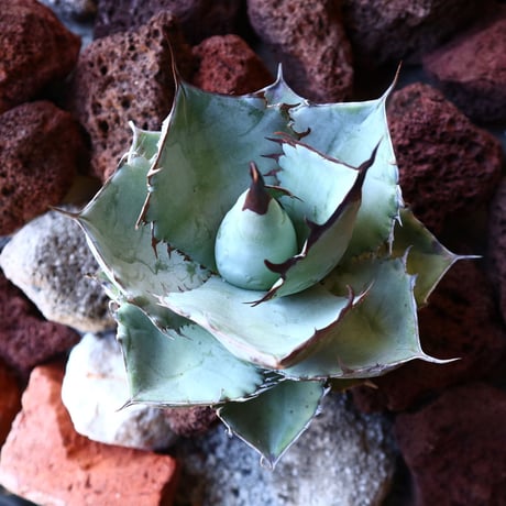 アガベ ホワイトアイス   Agave titanota white ice   no.30842