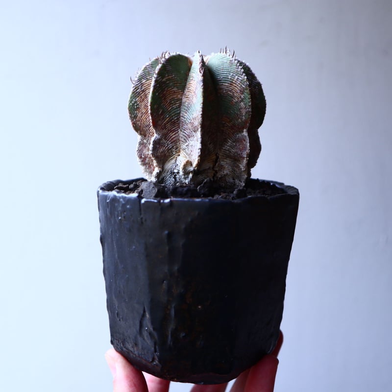 アズテキウム ヒントニー 自根 Aztekium hintonii no.22301 |