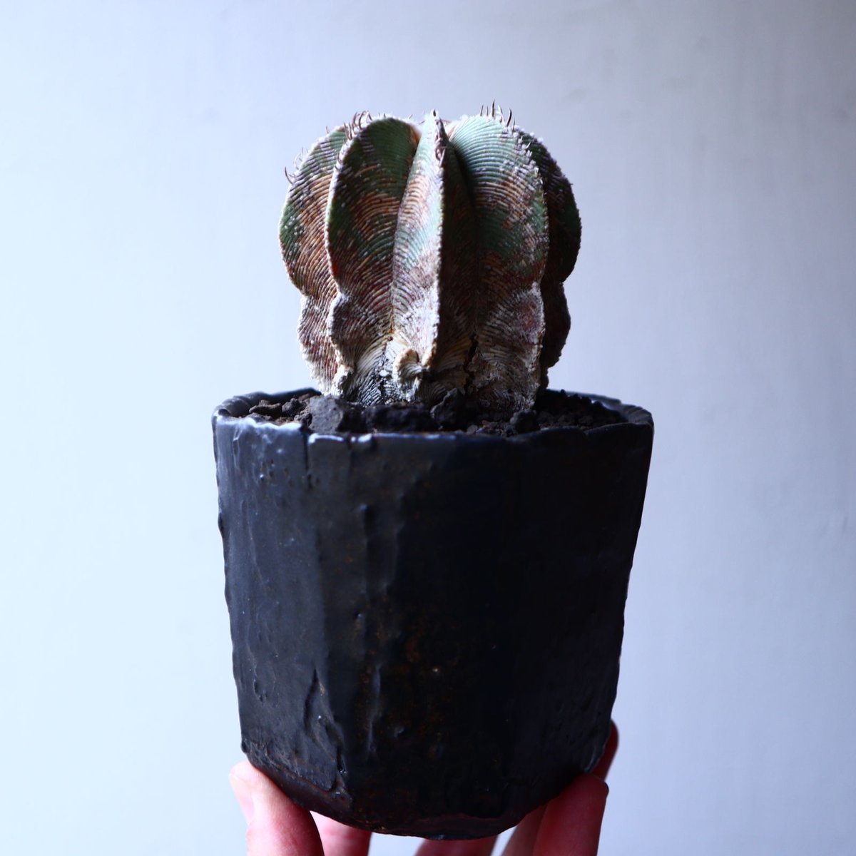 アズテキウム ヒントニー 自根 Aztekium hintonii no.22301 |
